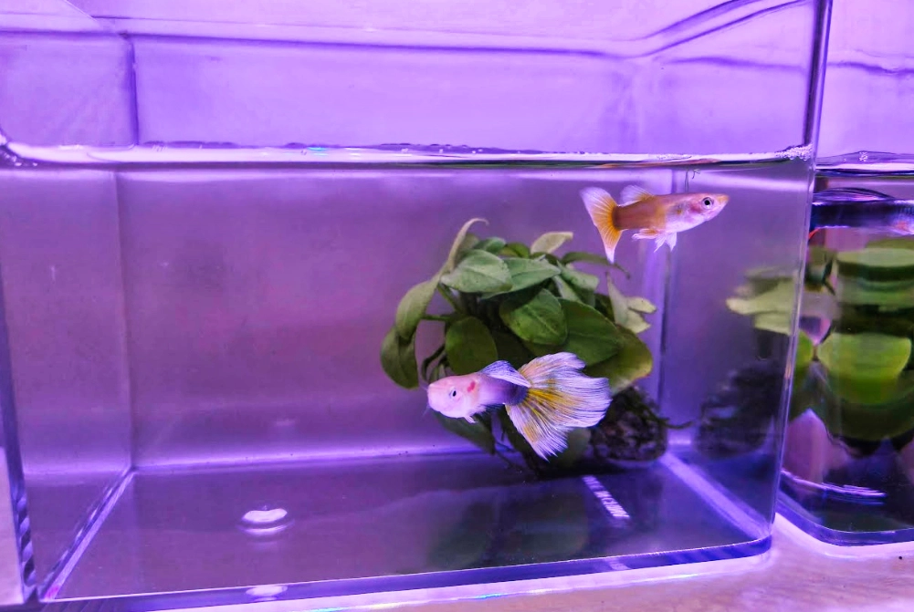 夢到魚 心理學 夢到魚 心理學