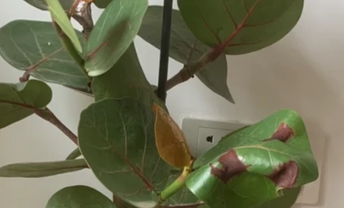 海葡萄病害防治 海葡萄病害防治