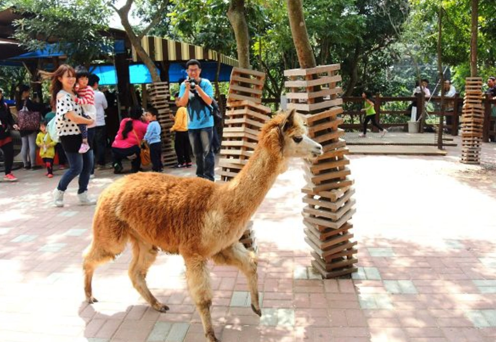 台中親子農場 餵食 台中親子農場 餵食