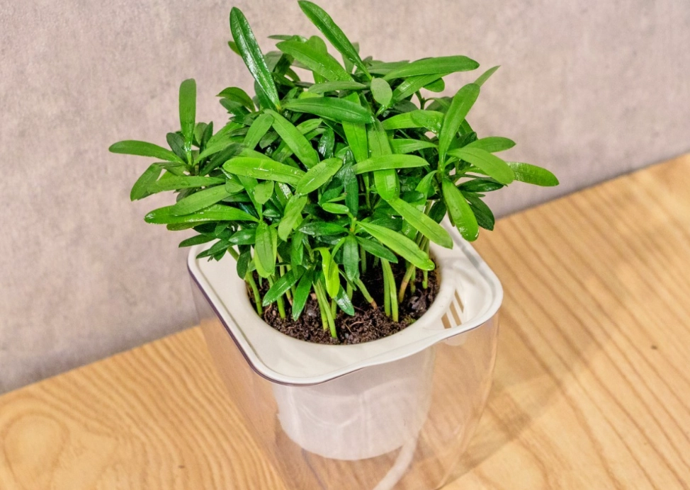 羅漢松照顧 羅漢松照顧