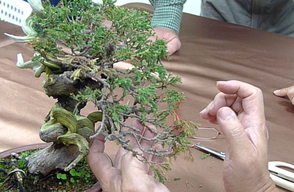 真柏修剪 真柏修剪