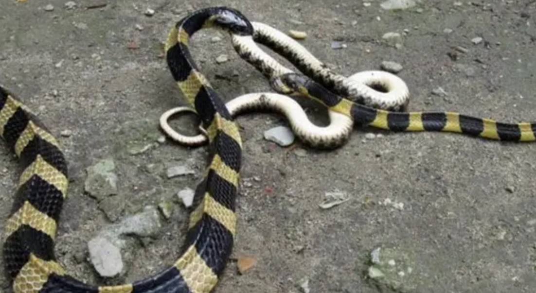 三條蛇夢境解析 三條蛇夢境解析