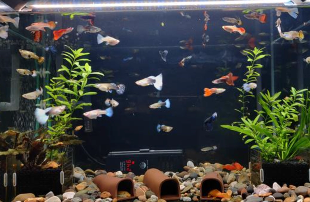 夢見魚缸有魚 意思 夢見魚缸有魚 意思