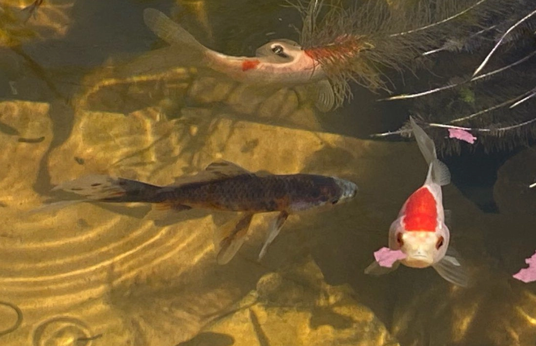 魚夢解析 魚夢解析