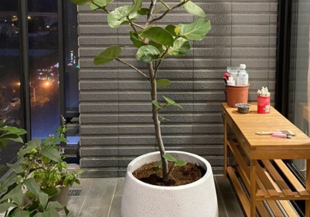 海葡萄樹種植 海葡萄樹種植