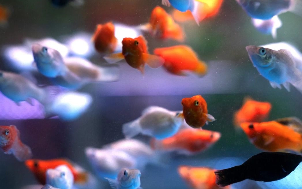 魚缸夢境 解析 魚缸夢境 解析