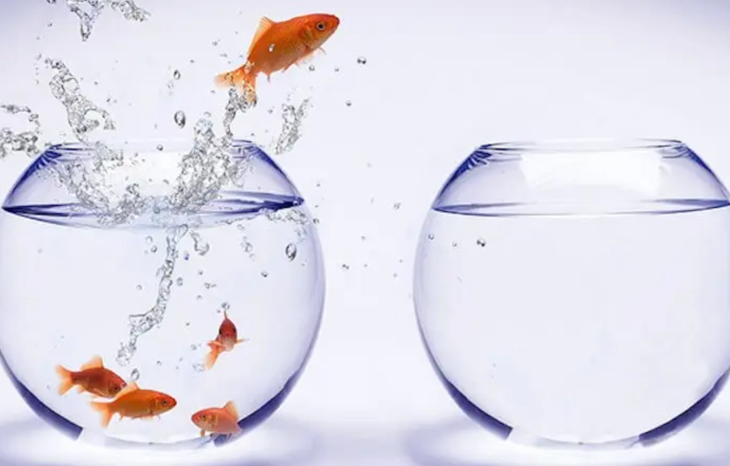 夢境象徵 金魚 夢境象徵 金魚