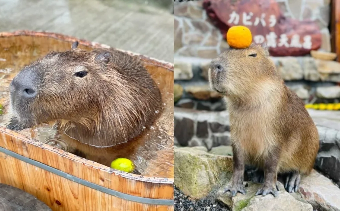 水豚互動體驗 水豚互動體驗