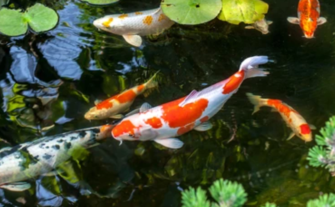 夢見池塘很多魚 解夢 夢見池塘很多魚 解夢