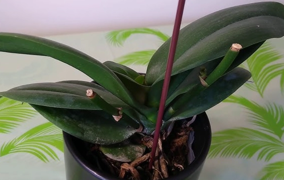 蝴蝶蘭高芽培育 蝴蝶蘭高芽培育