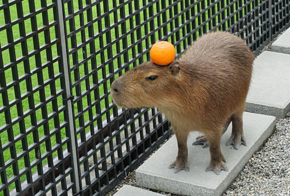 水豚互動體驗 水豚互動體驗