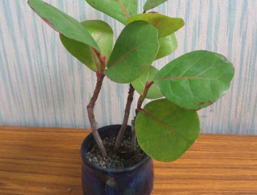 海葡萄樹養護 海葡萄樹養護