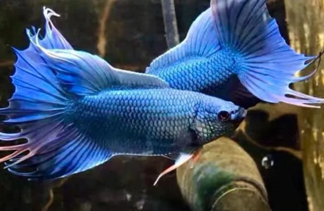 夢到魚 心理學 夢到魚 心理學