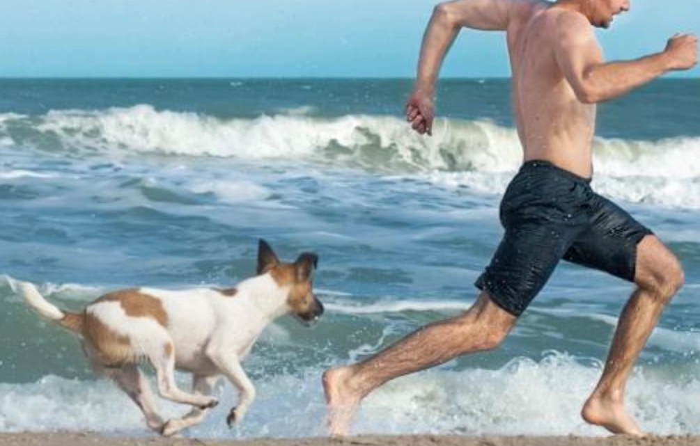 梦见被狗追 解夢