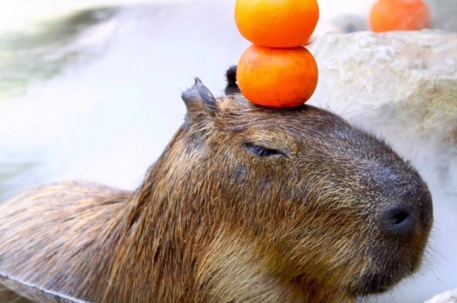 水豚互動體驗 水豚互動體驗