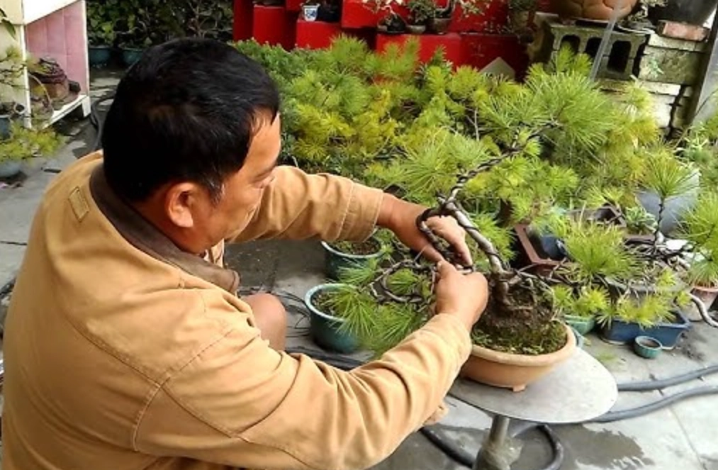 真柏盆景修剪 真柏盆景修剪