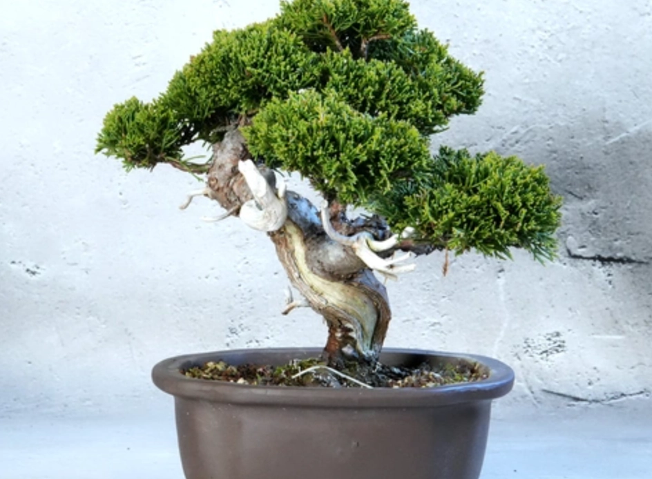 真柏施肥方法 真柏施肥方法