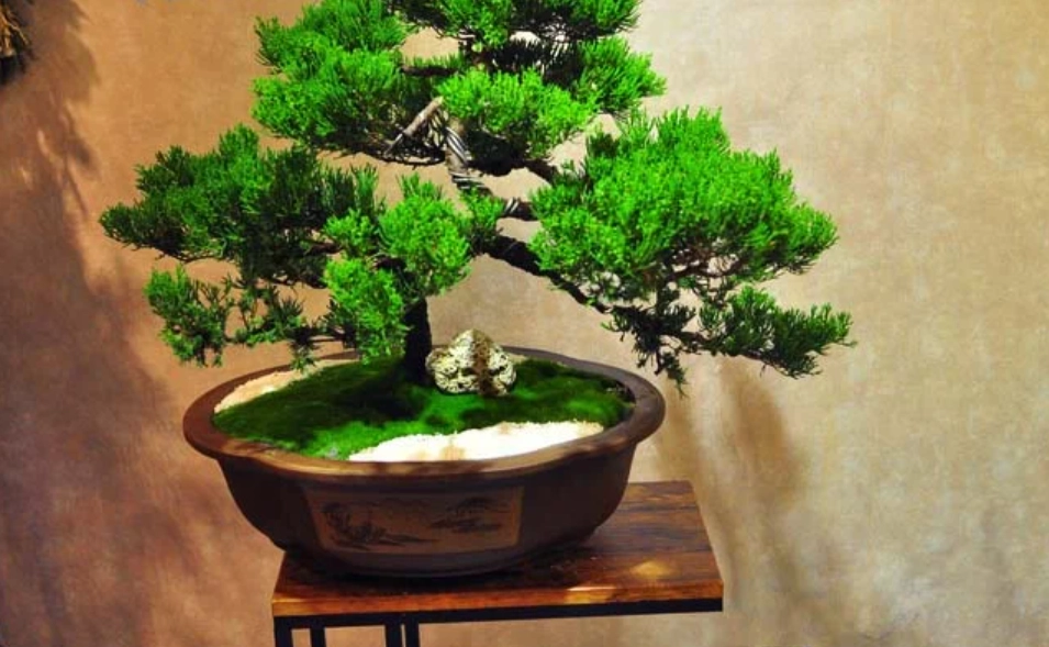 家裡種松柏 家裡種松柏