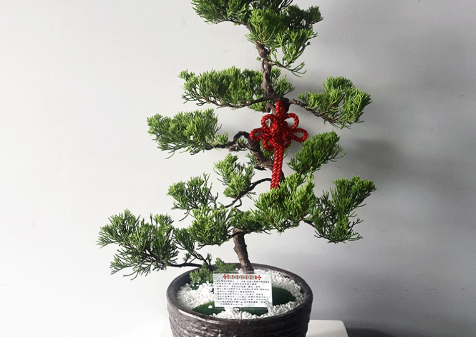 室內松柏盆栽 室內松柏盆栽