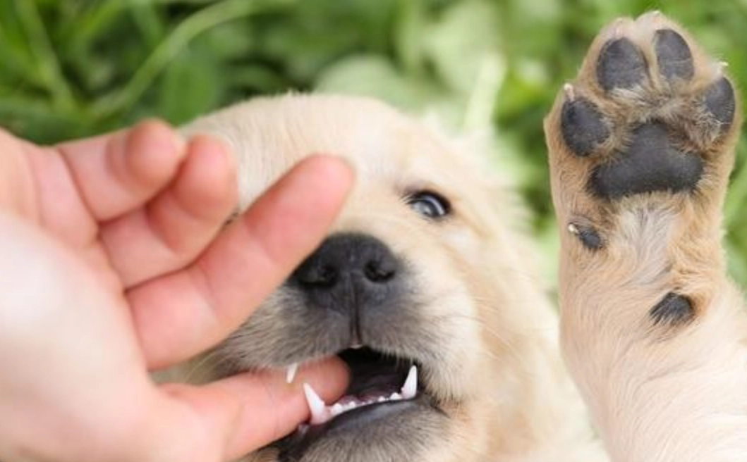 夢境解析 狗咬手 夢境解析 狗咬手