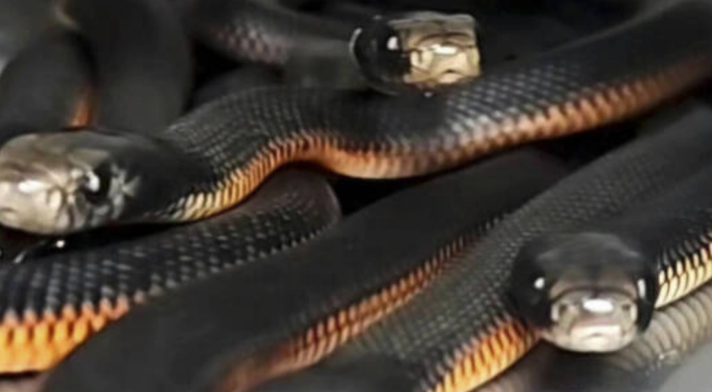 夢見三條蛇 夢見三條蛇