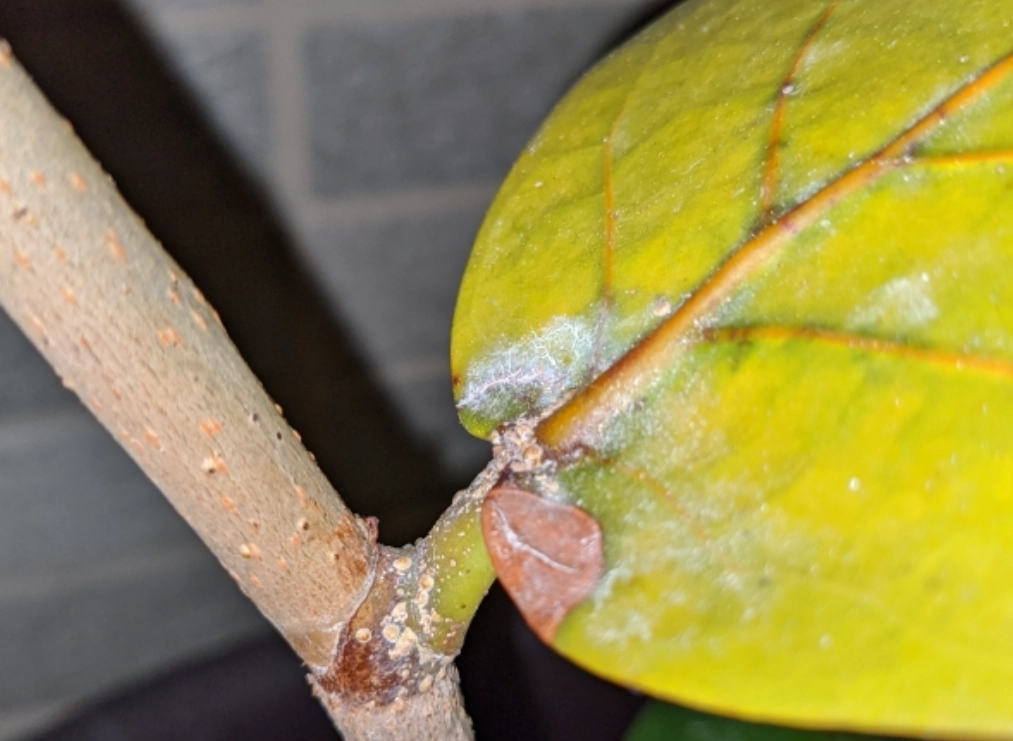 海葡萄病害防治