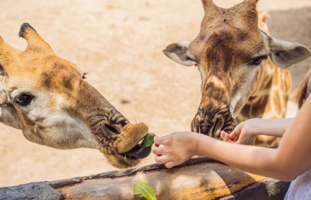 寵物友善景點台中