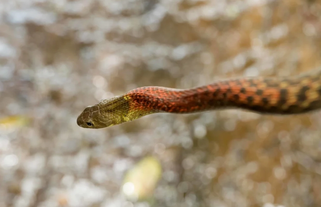 夢到被蛇追 心理學