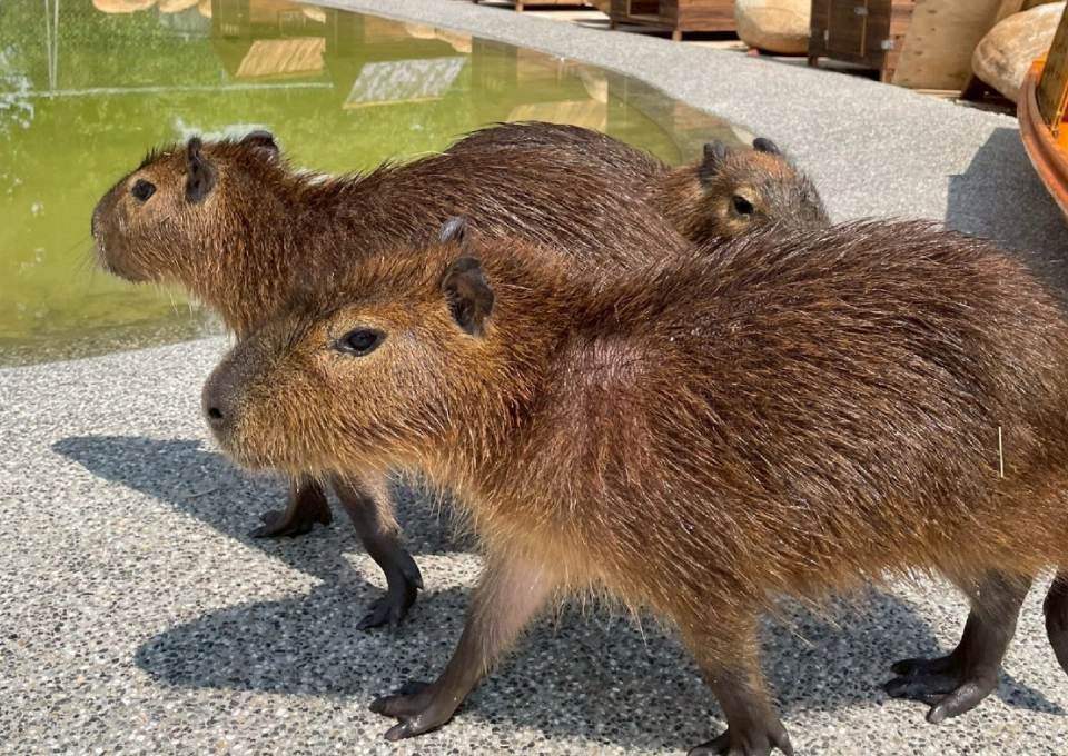 台中親子農場 台中親子農場