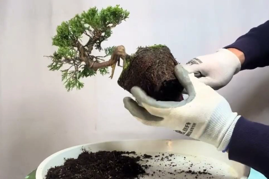 真柏養護技巧 真柏養護技巧