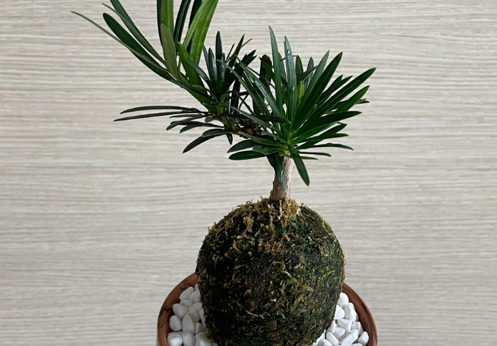 羅漢松盆栽 羅漢松盆栽