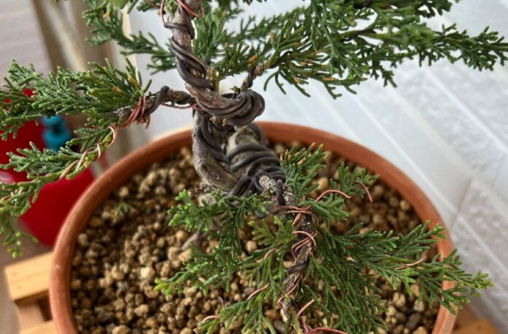 真柏施肥方法 真柏施肥方法