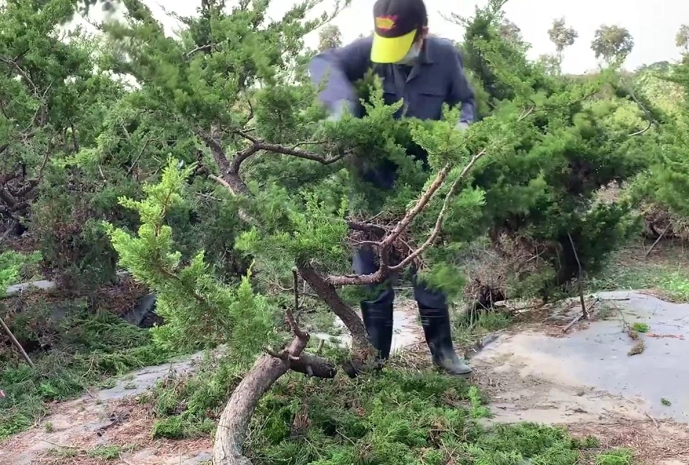 真柏盆景修剪 真柏盆景修剪