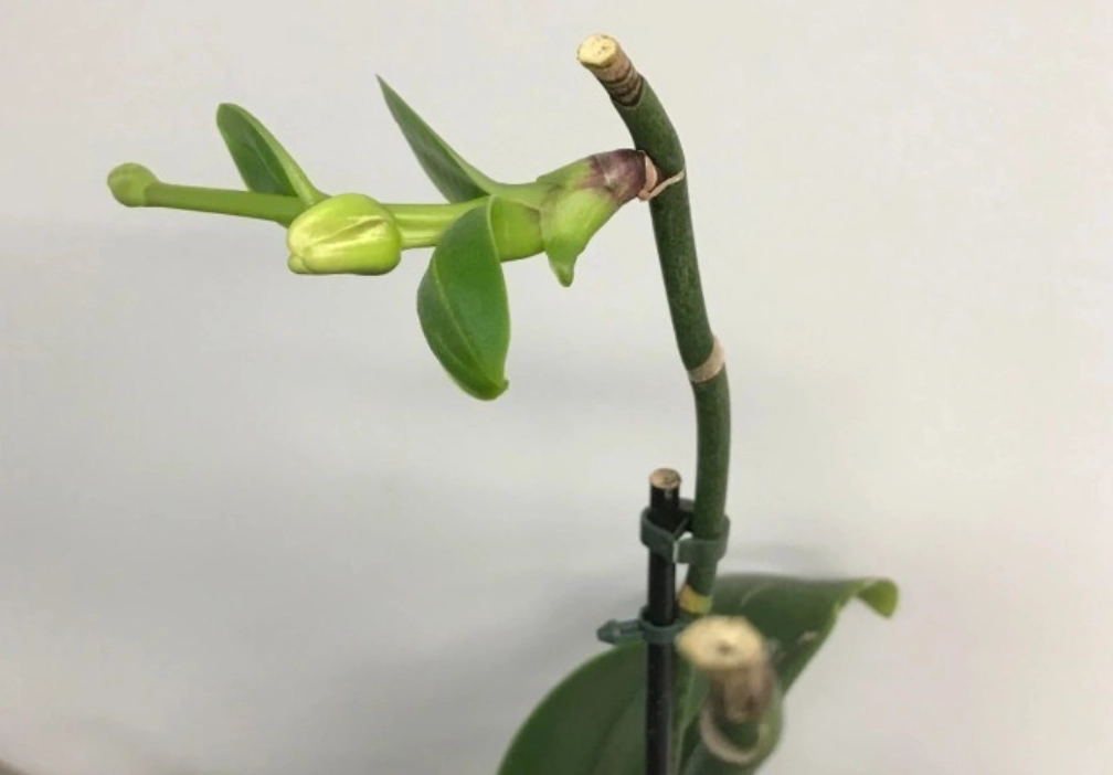 蘭花繁殖方法 蘭花繁殖方法