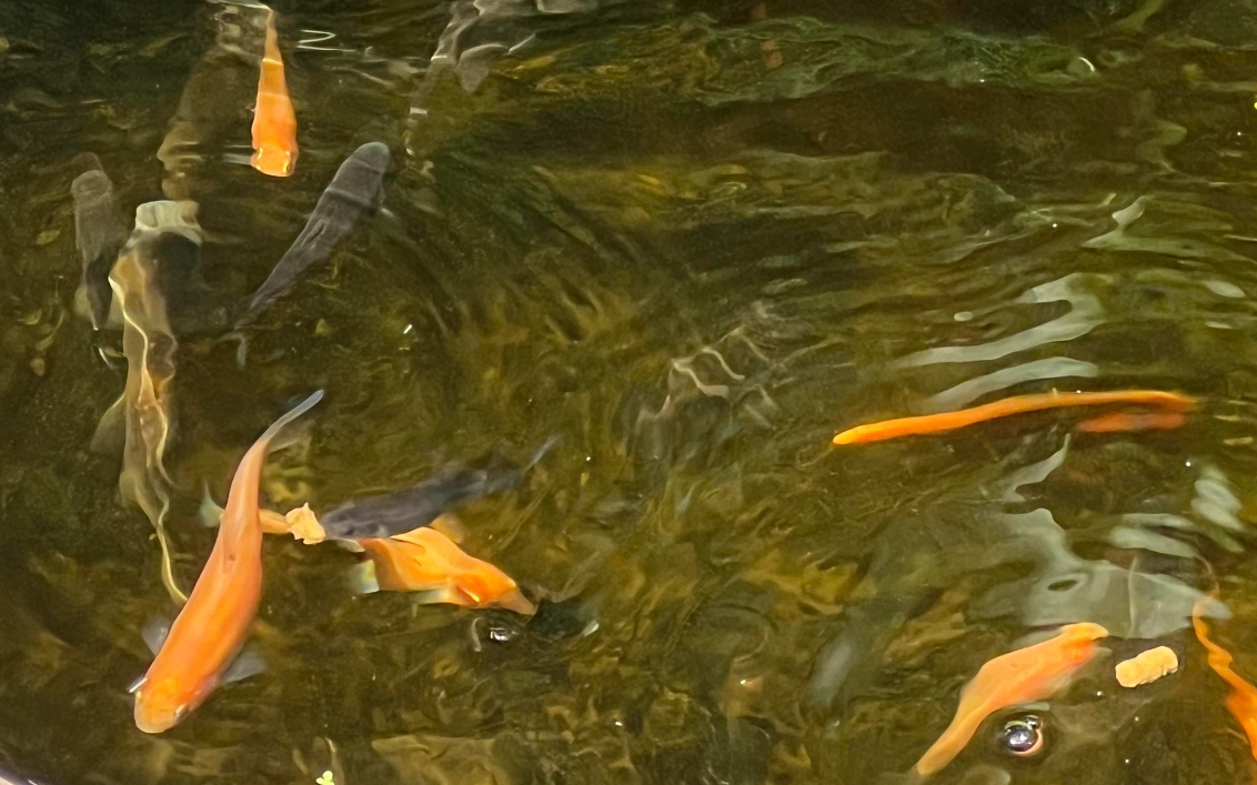 池塘很多魚 夢境意義 池塘很多魚 夢境意義