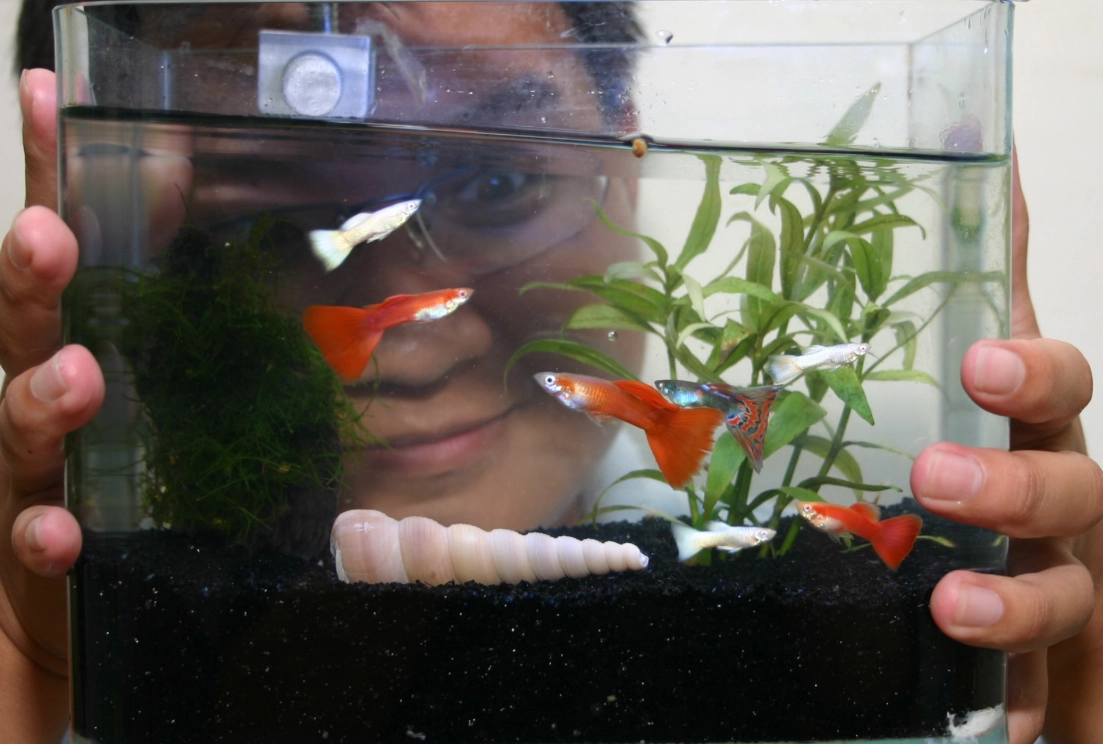 夢見魚缸有魚 意思 夢見魚缸有魚 意思