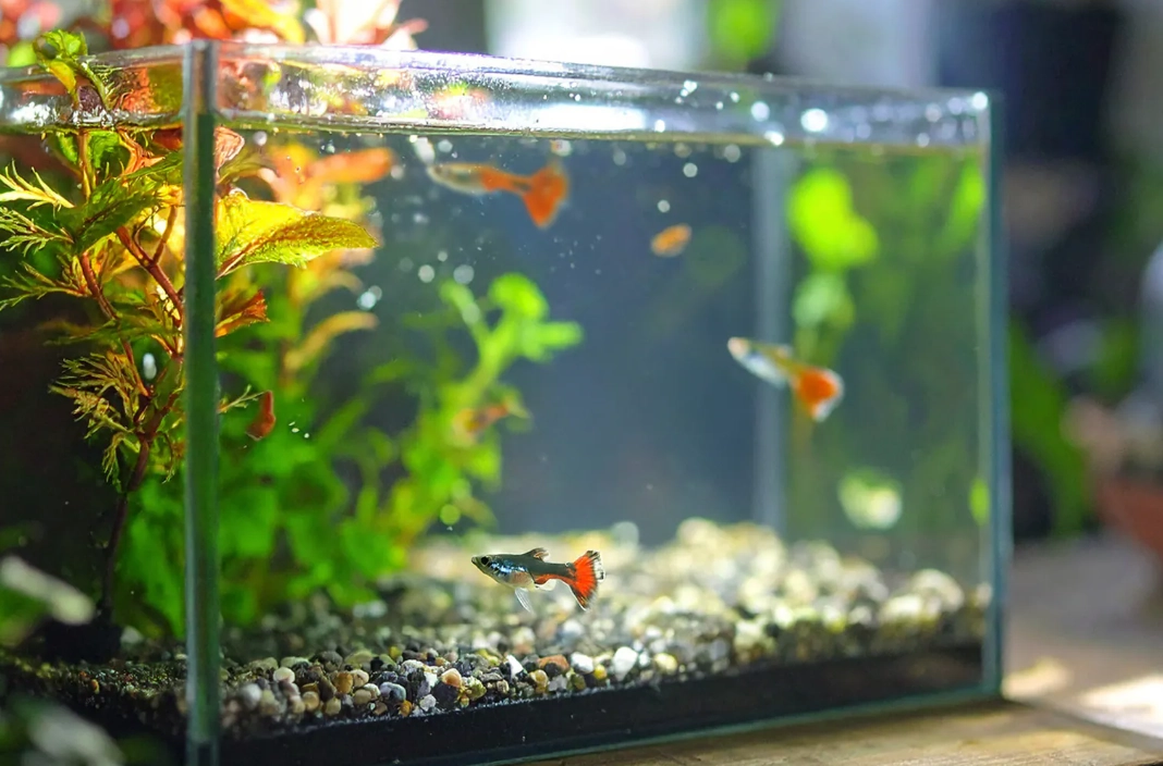 魚缸夢境 解析 魚缸夢境 解析