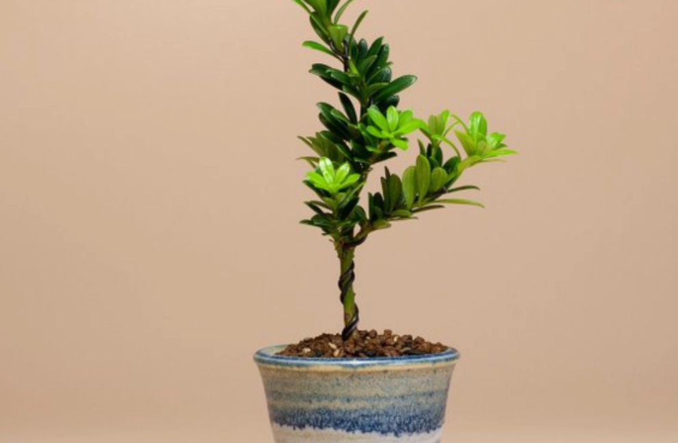 羅漢松照顧 羅漢松照顧