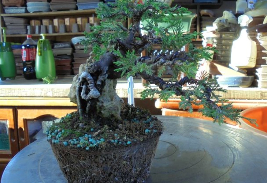 真柏養護技巧 真柏養護技巧