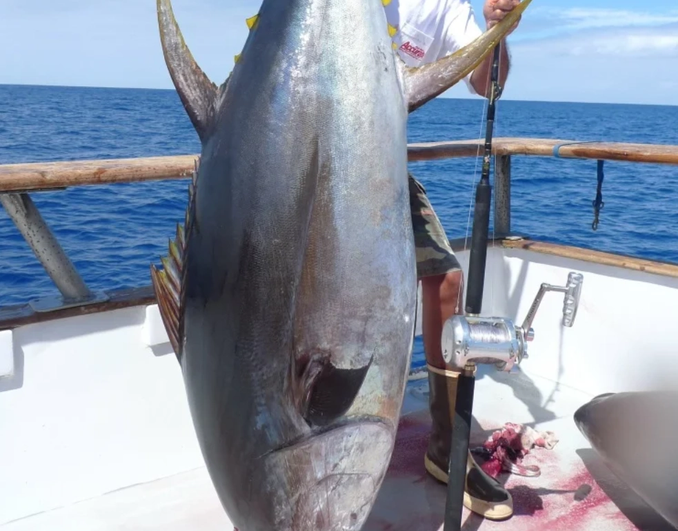 周公解夢釣到大魚 周公解夢釣到大魚