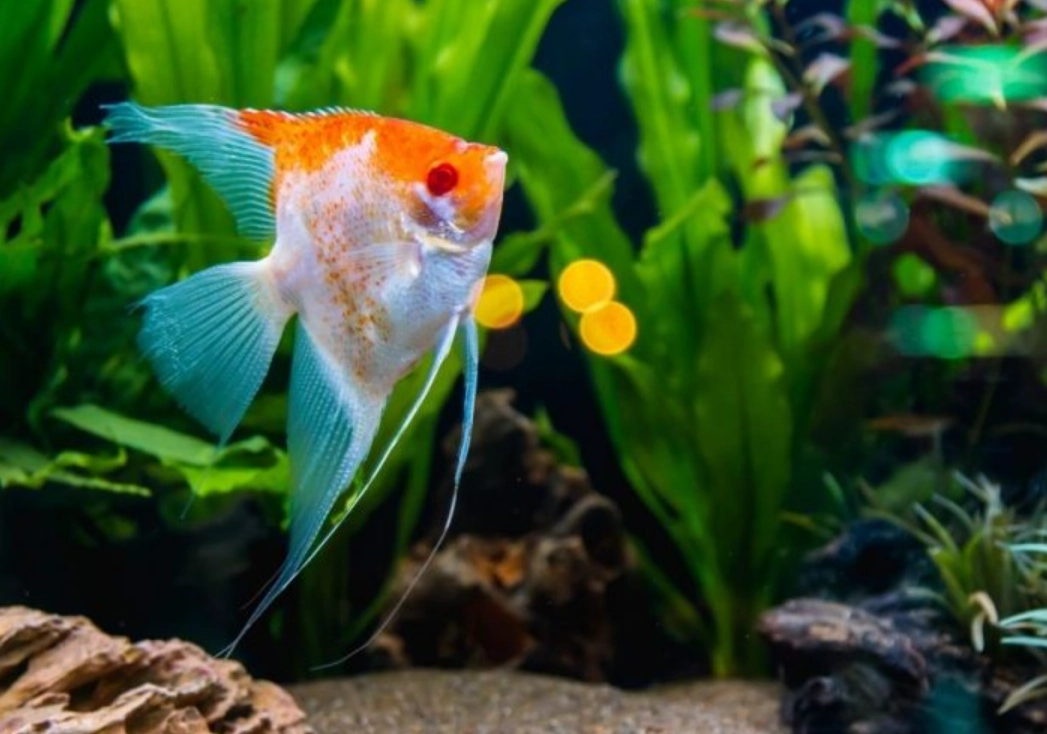 夢見魚缸有魚 意思 夢見魚缸有魚 意思