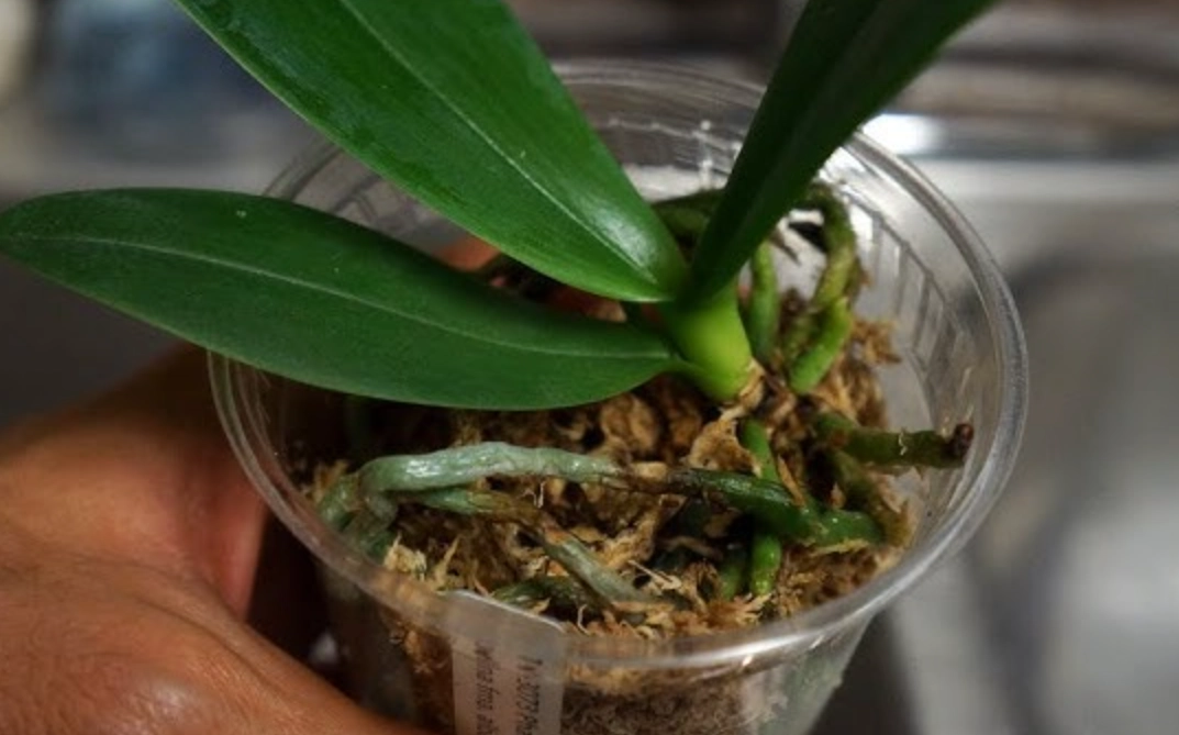 蘭花育苗常見問題