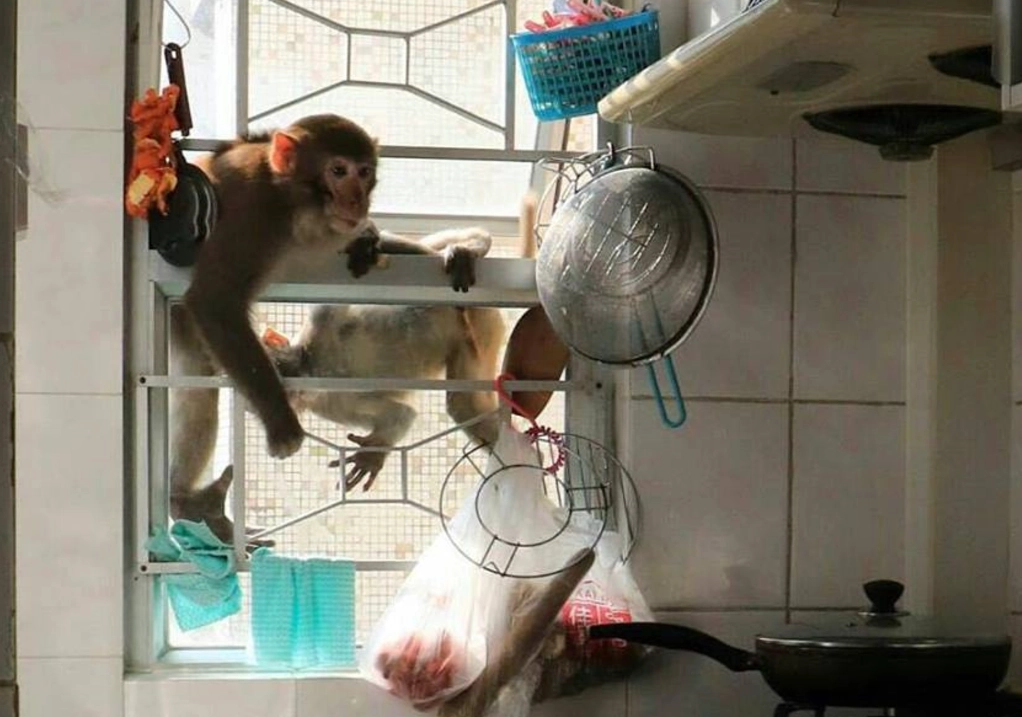 夢見猴子 夢見猴子