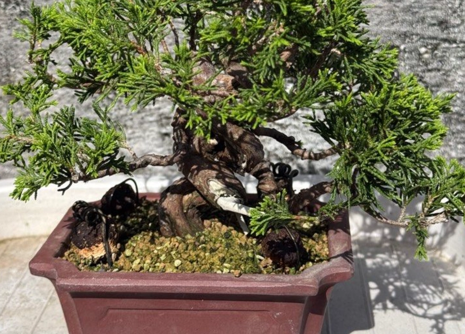 真柏肥料 真柏肥料