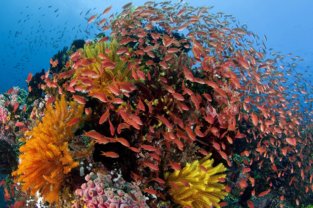 澳洲自由行攻略