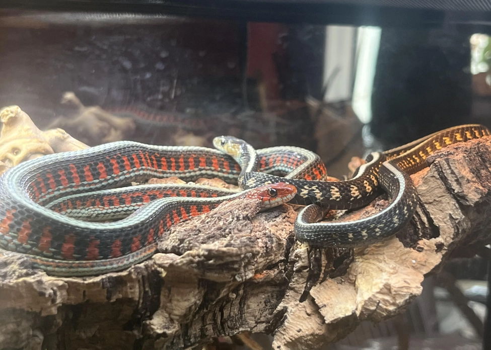 夢見三條蛇 夢見三條蛇