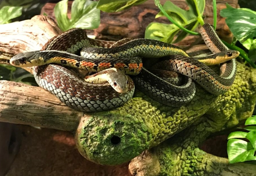 三條蛇夢境解析 三條蛇夢境解析