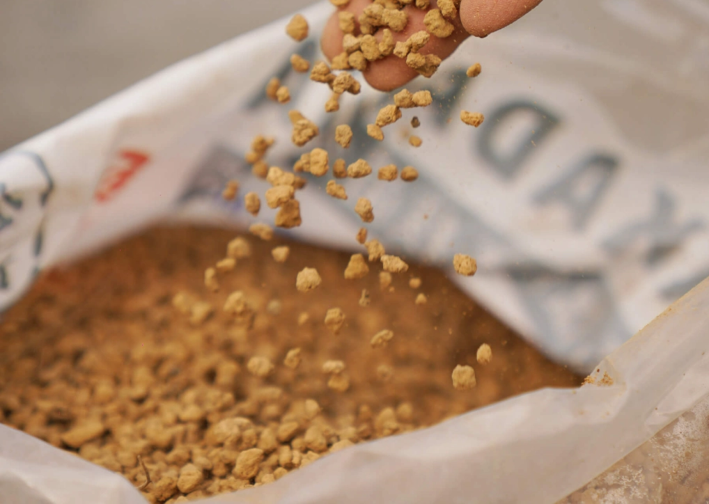 真柏 赤玉土 真柏 赤玉土