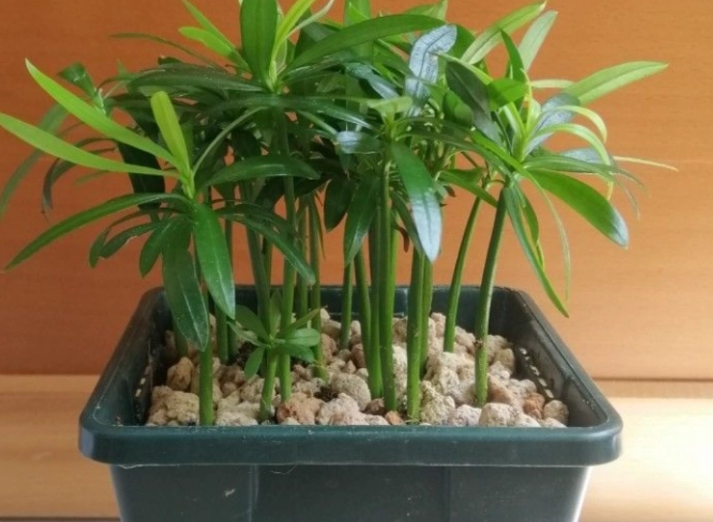 羅漢松移植時機 羅漢松移植時機