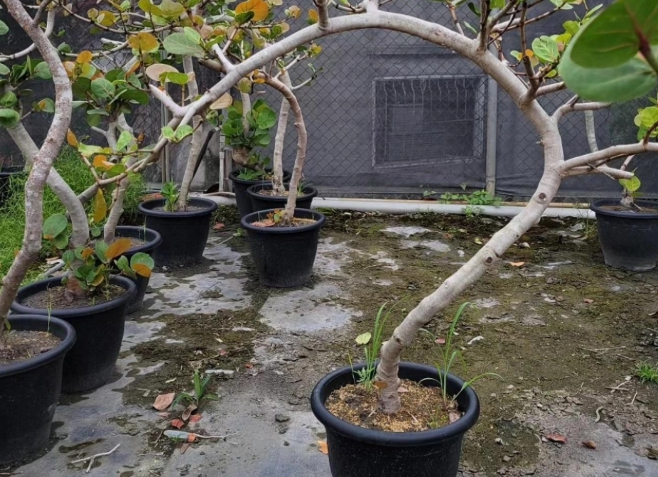 海葡萄樹種植 海葡萄樹種植